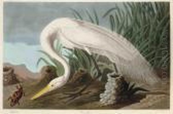 White Heron Oil Painting by John James Audubon