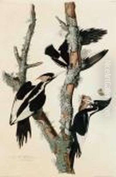 Ivory-billed Woodpecker 
 Picus Principalus Oil Painting by John James Audubon