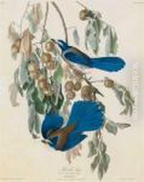 Florida Jay Oil Painting by John James Audubon