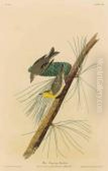 Pine Creeping Warbler Oil Painting by John James Audubon