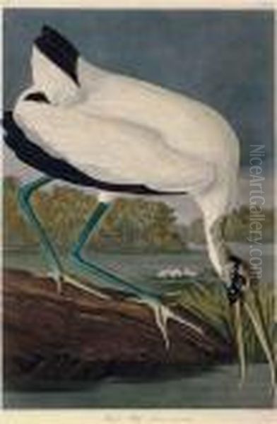 Wood Ibiss Oil Painting by John James Audubon