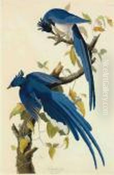 Columbia Jay Oil Painting by John James Audubon