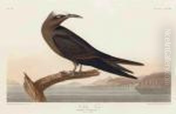 Noddy Tern Oil Painting by John James Audubon