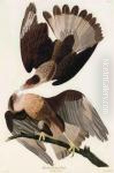 Brasilian Caracara Eagle Oil Painting by John James Audubon