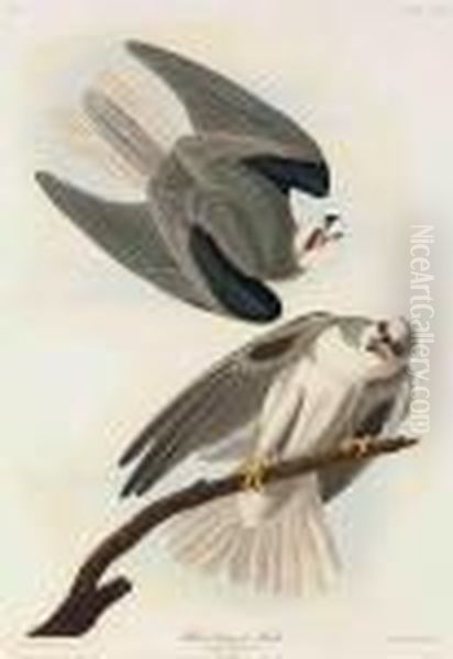 Black-winged Hawk Oil Painting by John James Audubon