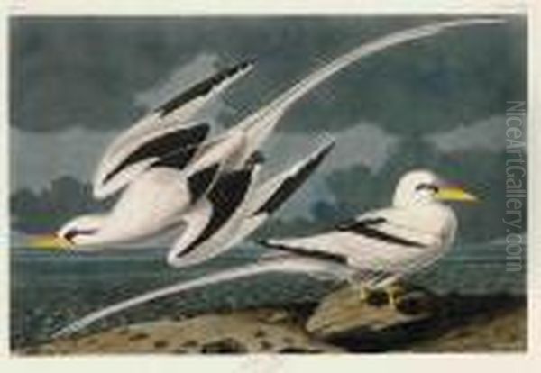 Tropic Bird Oil Painting by John James Audubon