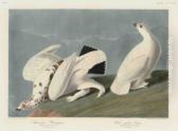 American Ptarmigan. White-tailed Grous Oil Painting by John James Audubon