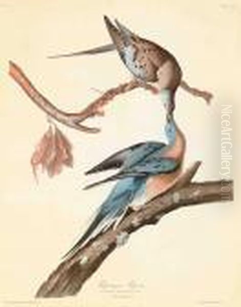 Passenger Pigeon 
 Columba Migratoria Oil Painting by John James Audubon