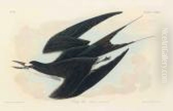 Sooty Tern Oil Painting by John James Audubon