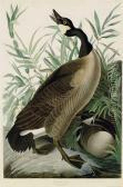 Canada Goose Oil Painting by John James Audubon