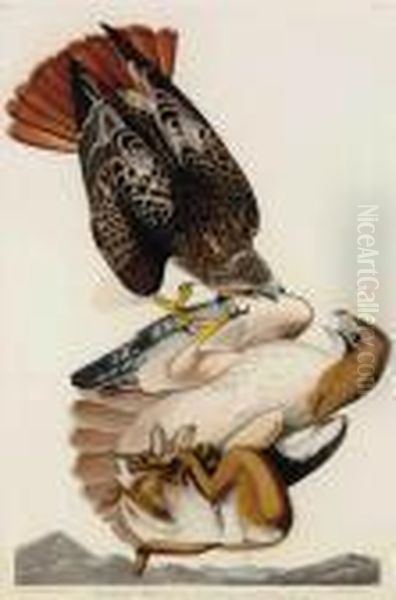 Red-tailed Hawk Oil Painting by John James Audubon