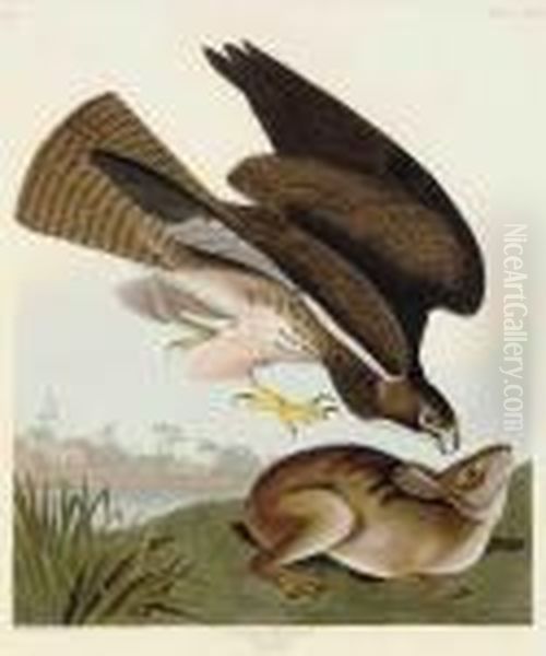 Common Buzzard Oil Painting by John James Audubon