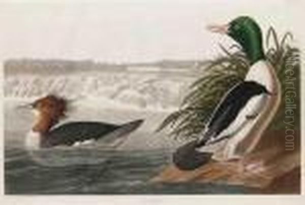 Goosander Oil Painting by John James Audubon