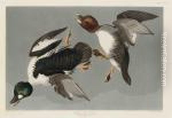 Golden-eye Duck by John James Audubon