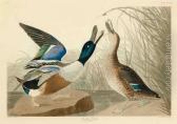 Shoveller Duck Oil Painting by John James Audubon