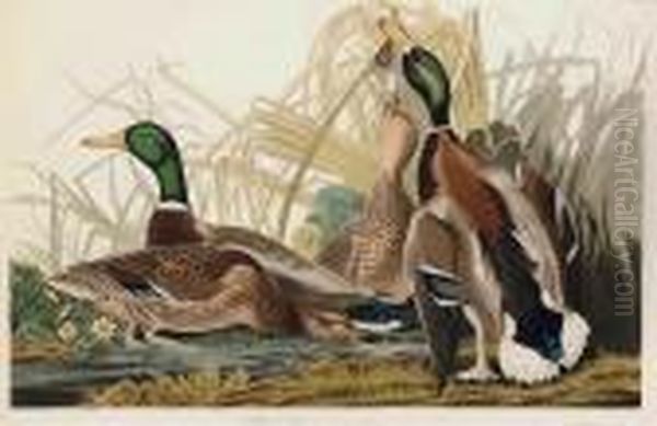 Mallard Duck Oil Painting by John James Audubon