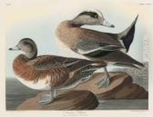 American Widgeon Oil Painting by John James Audubon