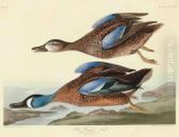 Blue-winged Teal Oil Painting by John James Audubon