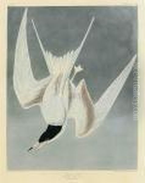 Great Tern Oil Painting by John James Audubon