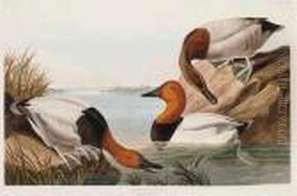 Canvas Backed Duck Oil Painting by John James Audubon