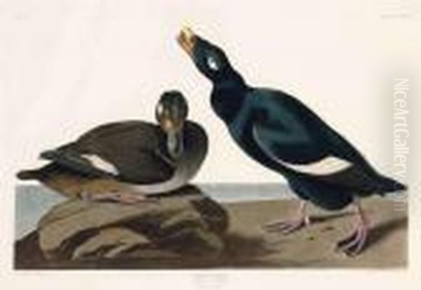 Velvet Duck Oil Painting by John James Audubon