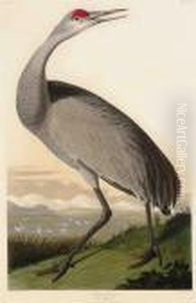 Hooping Crane Oil Painting by John James Audubon