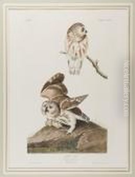 Little Owl Oil Painting by John James Audubon