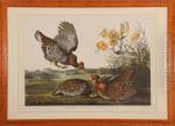 Pinneated Grouse Oil Painting by John James Audubon