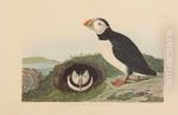 Puffin Oil Painting by John James Audubon