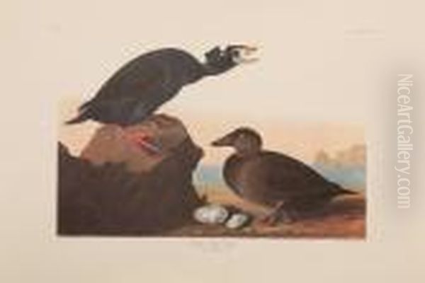 Both Amsterdam Edition Oil Painting by John James Audubon