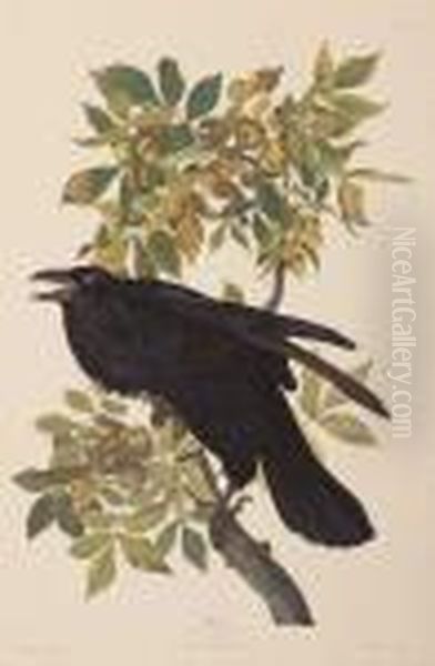 Raven Oil Painting by John James Audubon