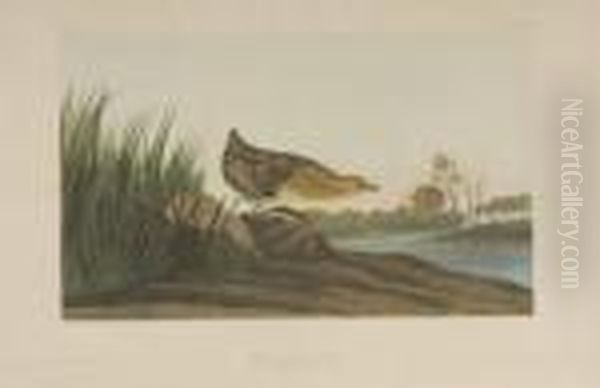 Yellow-breasted Rail Oil Painting by John James Audubon