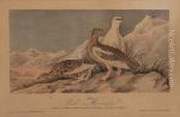 Rock Ptarmigan Oil Painting by John James Audubon