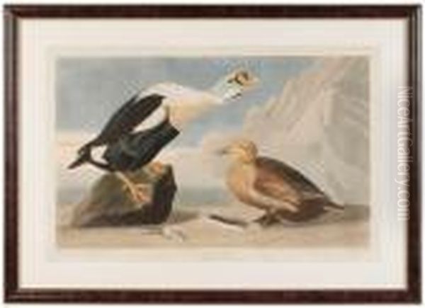 The Birds Of America Oil Painting by John James Audubon