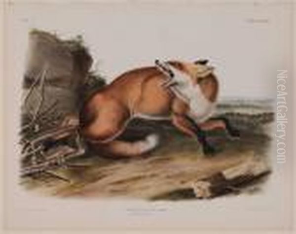 Vulpes Fulvs...american Red-fox Oil Painting by John James Audubon