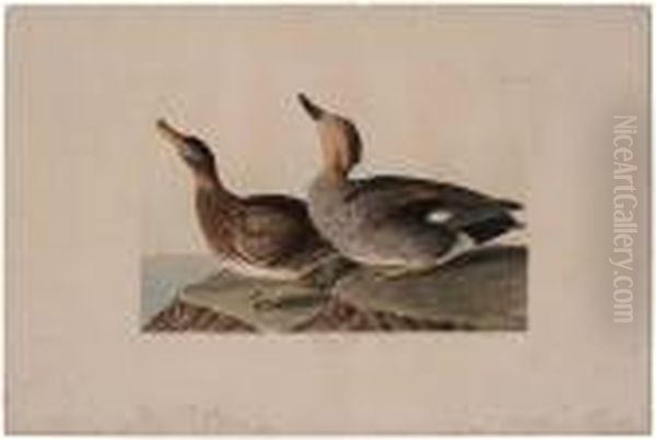 The Birds Of America Oil Painting by John James Audubon