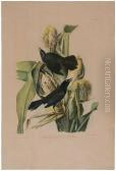 The Birds Of America Oil Painting by John James Audubon