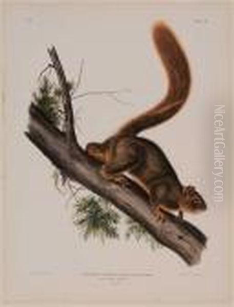 Sciurus Rubricandatus...red-tailed Squirrel Oil Painting by John James Audubon