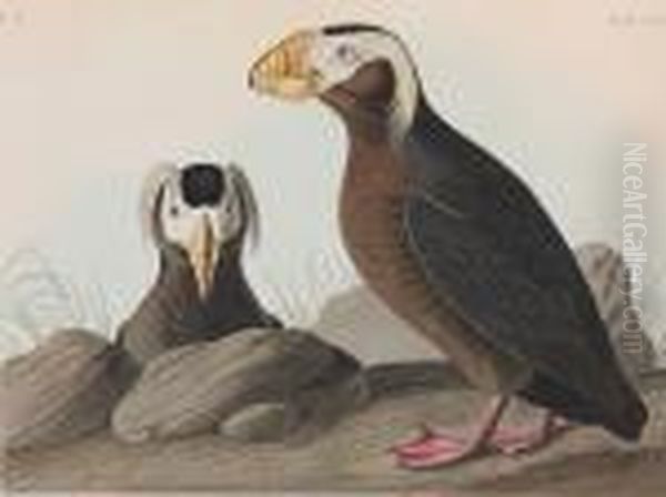 Tufted Auk Oil Painting by John James Audubon