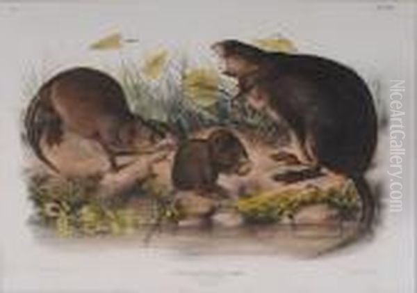 Muskrat, 
Musquash Oil Painting by John James Audubon