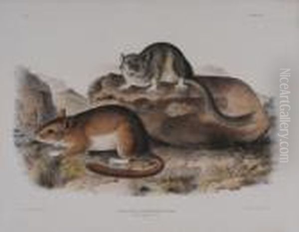 Florida Rat & 
Rocky Mtn. Neotoma Oil Painting by John James Audubon