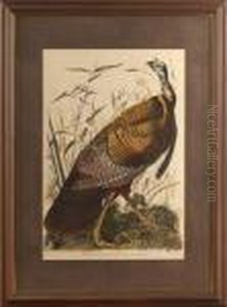 Wild Turkey, 
Male Oil Painting by John James Audubon