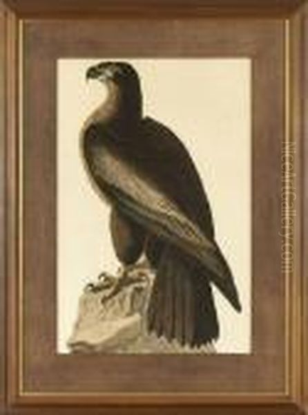 The Bird Of Washington Orgreat American Sea Eagle Oil Painting by John James Audubon