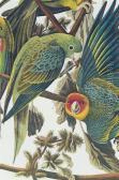 Carolina Parrot. Oil Painting by John James Audubon