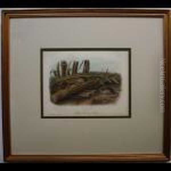 Little Harvest Mouse Oil Painting by John James Audubon