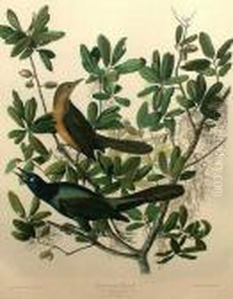 Tailed Grackle Oil Painting by John James Audubon