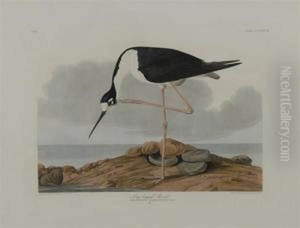 Long Legged Avocet Oil Painting by John James Audubon