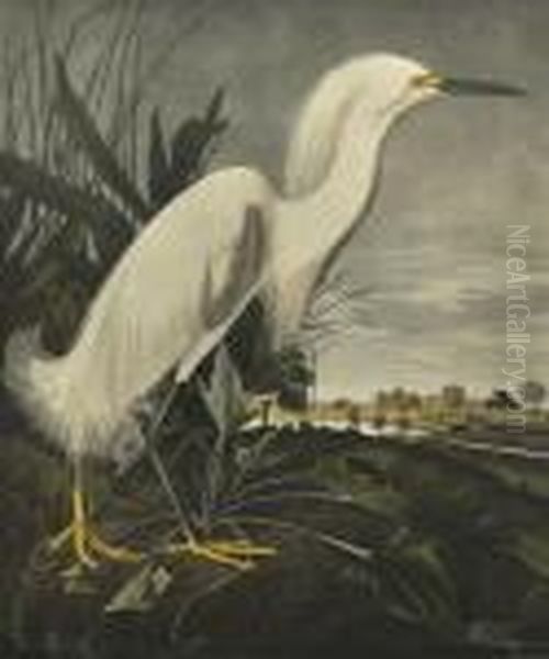 Snowy Heron Or White Egret Oil Painting by John James Audubon