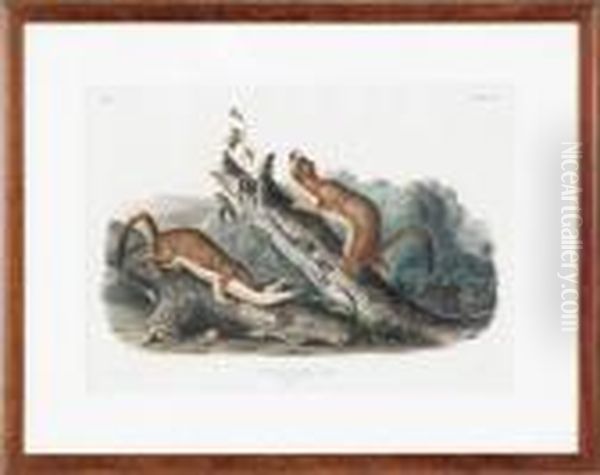 Bridled Weasel Oil Painting by John James Audubon