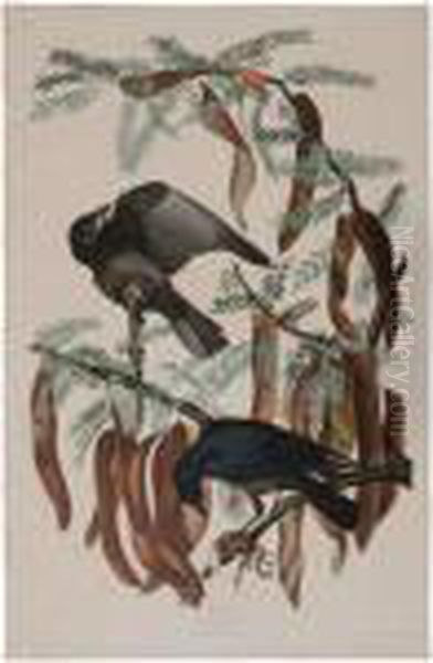 Fish Crow Oil Painting by John James Audubon